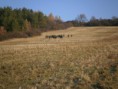 /album/polovacka-12-11-2011/pb121425-jpg/